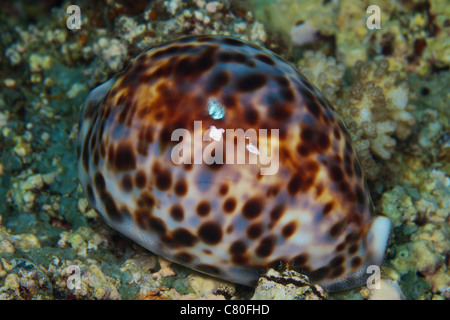 Una tigre Cowry, il suo mantello ritirato nel guscio per la protezione rivela la sua bellissima colorazione, Fiji. Foto Stock