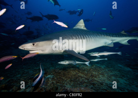 Un grande 10 piedi Tiger Shark nuota nella zona di alimentazione, Fiji. Foto Stock