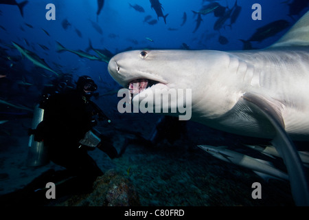 Di 10 piedi di Tiger Shark consuma una grande testa di tonno che era mano-alimentato da un locale dive Fijiano guida. Foto Stock