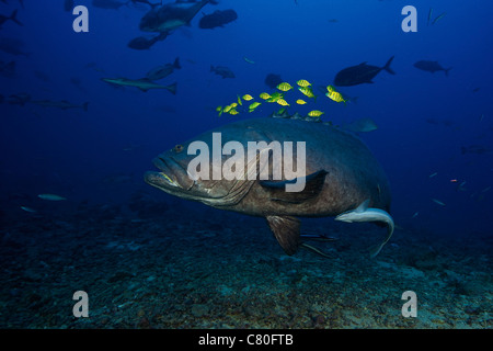 Una scuola di Carango seguire una cernia gigante per la protezione durante un avanzamento di squalo. Foto Stock