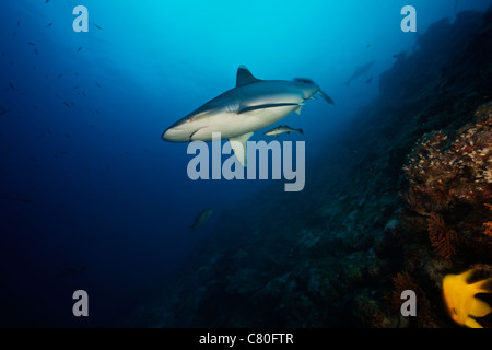 Un grande squalo silvertip su un profondo reef nelle isole Figi. Foto Stock