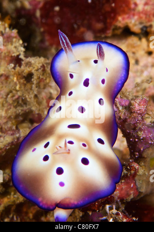 Alimentazione Nudibranch sulle alghe, Papua Nuova Guinea. Foto Stock