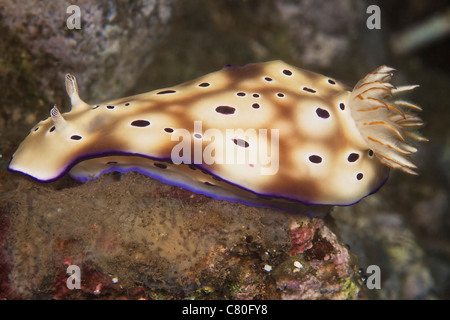 Alimentazione Nudibranch sulle alghe, Papua Nuova Guinea. Foto Stock