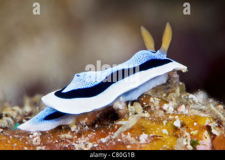 Alimentazione Nudibranch sulle alghe, Papua Nuova Guinea. Foto Stock