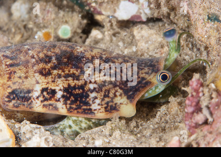 I capretti conch l'alimentazione di notte, Papua Nuova Guinea. Foto Stock