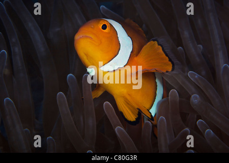 Falso Ocellaris Clownfish nel suo host anemone, Papua Nuova Guinea. Foto Stock