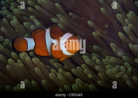 Falso Ocellaris Clownfish nel suo host anemone, Papua Nuova Guinea. Foto Stock