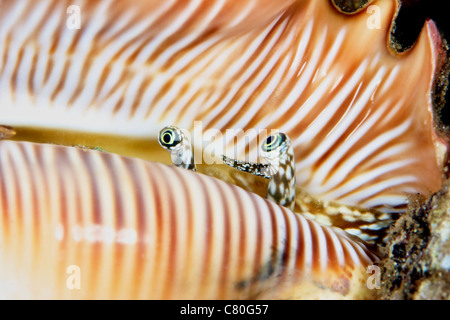 Un live conch crostacei guarda fuori del suo mantello, Papua Nuova Guinea. Foto Stock