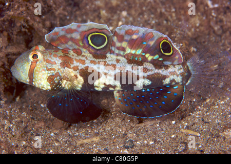 Crab-eyed ghiozzo visualizzando il suo colorato le pinne, Papua Nuova Guinea. Foto Stock