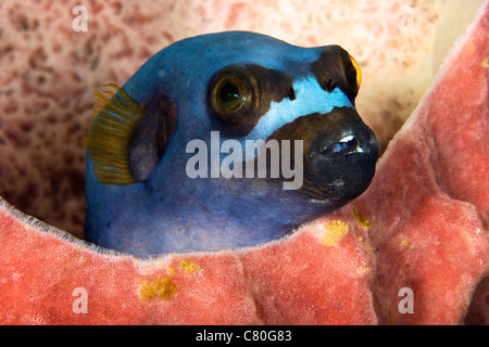 Dog Face puffer nasconde in una spugna, Papua Nuova Guinea. Foto Stock