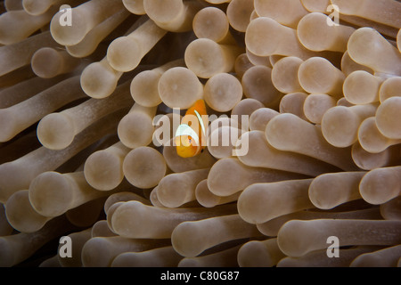 I capretti Ocellaris Clownfish nel suo host anemone, Papua Nuova Guinea. Foto Stock