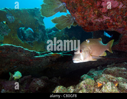 Un gray Snapper nuota fuori da sotto la barriera corallina. Foto Stock