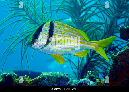 Un Porkfish nuota da pennacchi di mare al largo della costa di Key Largo, Florida. Foto Stock