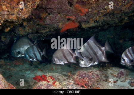 Una scuola di Spadefish Atlantico al largo della costa di Key Largo, Florida. Foto Stock