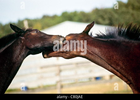 Due puledri purosangue play e morso sul viso e collo mentre eccitato, STATI UNITI D'AMERICA Foto Stock