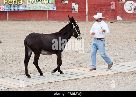 Uomo che cerca di sottomettere un arrabbiato asino in un cavalli e asini in fiera. Villa de Leyva, Boyacá, Colombia, Sud America e Caraibi Foto Stock