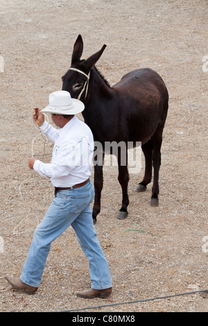 Uomo che cerca di sottomettere un arrabbiato asino in un cavalli e asini in fiera. Villa de Leyva, Boyacá, Colombia, Sud America e Caraibi Foto Stock