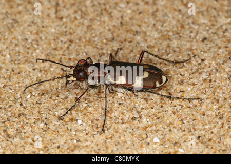 Dune tiger beetle Cicindela maritima Gower duna di sabbia REGNO UNITO Foto Stock