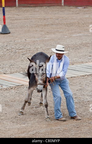 Uomo che cerca di sottomettere un arrabbiato asino in un cavalli e asini in fiera. Villa de Leyva, Boyacá, Colombia, Sud America e Caraibi Foto Stock
