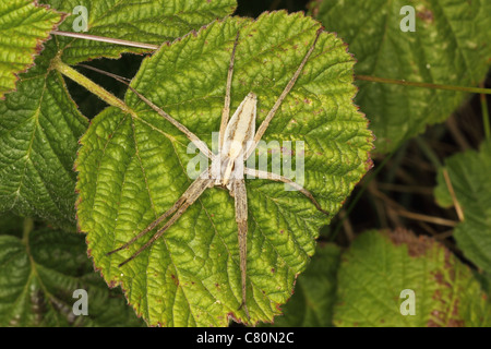 Vivaio spider web Pisaura mirabilis Gower Wales UK Foto Stock