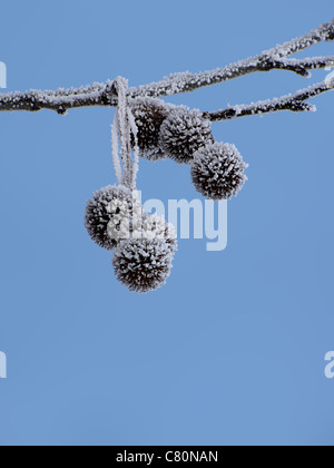 Congelati platan i semi di più di cielo blu Foto Stock