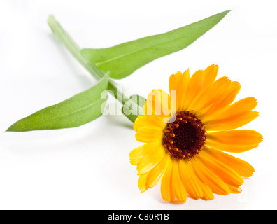 Fiori di Calendula isolato su uno sfondo bianco. Foto Stock
