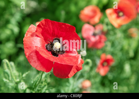 Immagine ravvicinata di gara fiore di papavero. Foto Stock