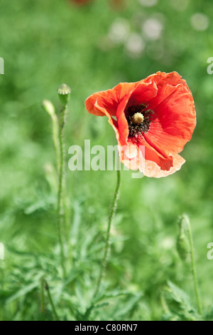 Immagine ravvicinata di gara fiore di papavero. Foto Stock