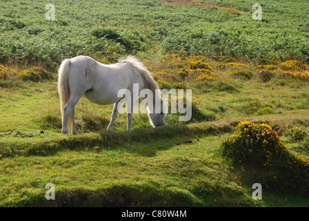 Dartmoor pony lungo B3212 verso Postbridge, DEVON REGNO UNITO Foto Stock