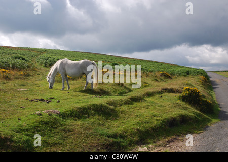 Dartmoor pony lungo B3212 verso Postbridge, DEVON REGNO UNITO Foto Stock