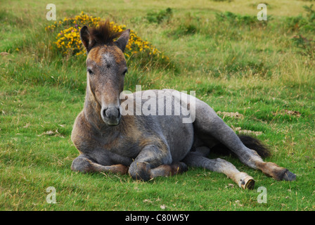 Dartmoor pony lungo B3212 verso Postbridge, DEVON REGNO UNITO Foto Stock