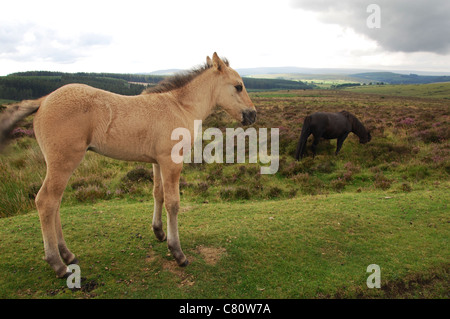 Dartmoor pony lungo B3212 verso Postbridge, DEVON REGNO UNITO Foto Stock