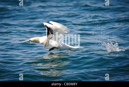 Northern gannet volando a bassa quota sopra l'acqua Foto Stock