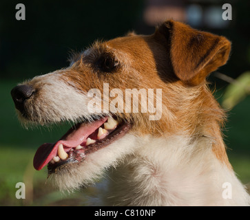 Jack Russell Terrier ansimando Foto Stock