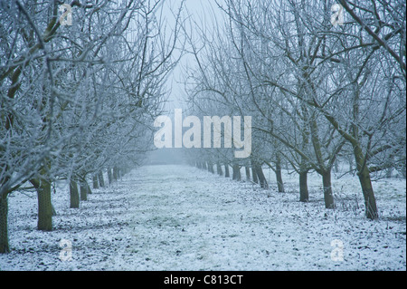 Inverno in un inglese un frutteto. Neve sul terreno e la nebbia accentuare le linee degli alberi. Foto Stock