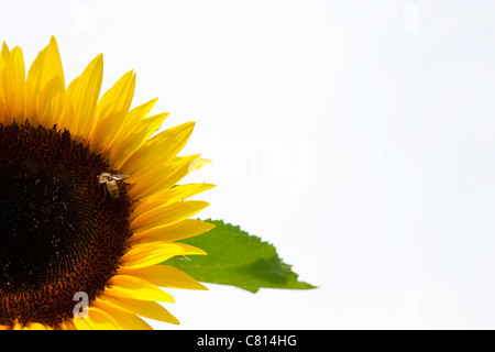 Ape su Girasole Foto Stock