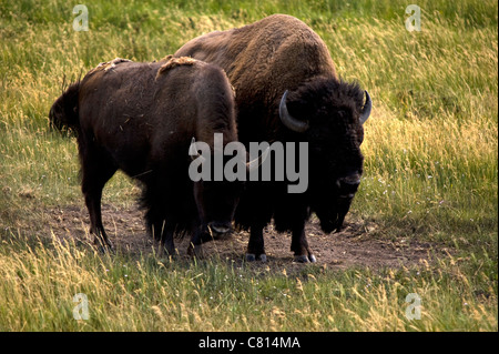 Paio di bison alla luce del tramonto nel Parco Nazionale di Yellowstone Wyoming USA Foto Stock