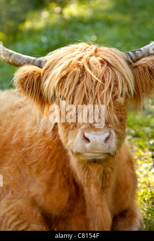 Highland Cow - Kyloe Breed (Bos Taurus), in fattoria vicino a Franklin, Tennessee, Stati Uniti Foto Stock