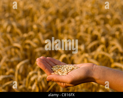 Mano che tiene la lolla di spelta Triticum spelta contro campo mature di farro tarda estate Foto Stock