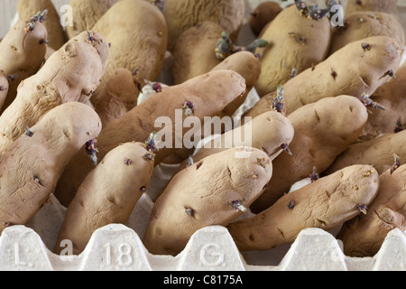 Insalata di mele (Solanum tuberosum) di Fir rosa, patate da taglio - in vassoio delle uova riciclato gettato a marzo pronto per la semina Foto Stock