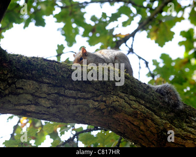 Un giovane scoiattolo su un albero rilassante Foto Stock