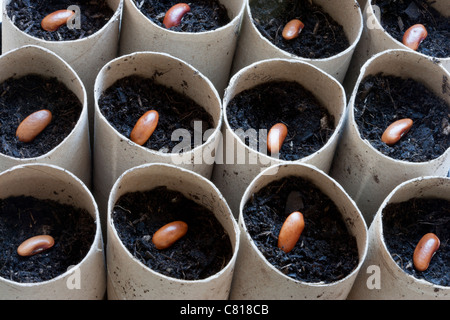 La semina di arrampicata francese semi di fagiolo varietà Blauhilde in cartone wc porta bobina Foto Stock