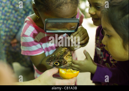 I bambini osservare una farfalla Civetta (Caligo eurilochus) Foto Stock