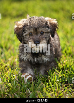 Un cucciolo schnoodle con una palla ai suoi piedi. Foto Stock