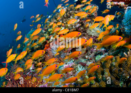 Maldive subacquea e la vita di mare e pesce, scuola di pesce, anthias pesce, acqua azzurra, acqua chiara, profondo, scuba diving, oceano mare Foto Stock