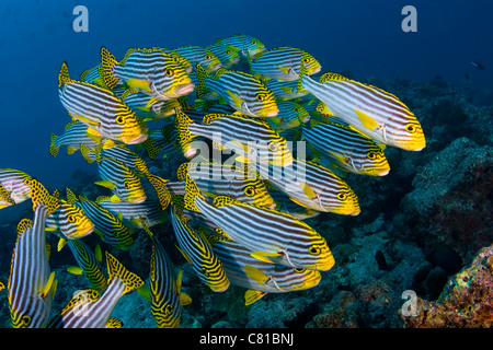 Maldive subacquea e la vita di mare e pesce, scuola di pesce, dolci labbra di pesce, acqua azzurra, fotosub, oceano mare, reef tropicali, scuba, Foto Stock