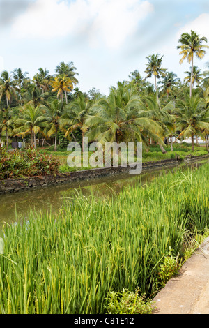 Ritratto di paesaggio del canal, palme, risaie sotto il blu cielo nuvoloso India Kerala, ritagliare lo spazio copia verticale dello spazio Foto Stock