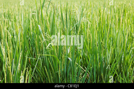 Paesaggio orizzontale lussureggianti terreni agricoli le risaie, erba lunga, germe, orecchie texture di sfondo spazio copia le aree di ritaglio Foto Stock