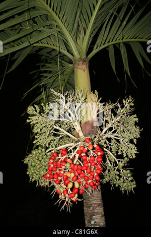 Noci di arec Palm Areca catecù che mostra il dado mature mazzetto Foto Stock