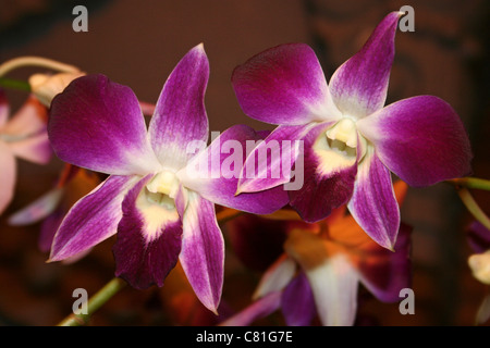 Orchidee tropicali, Indonesia Foto Stock